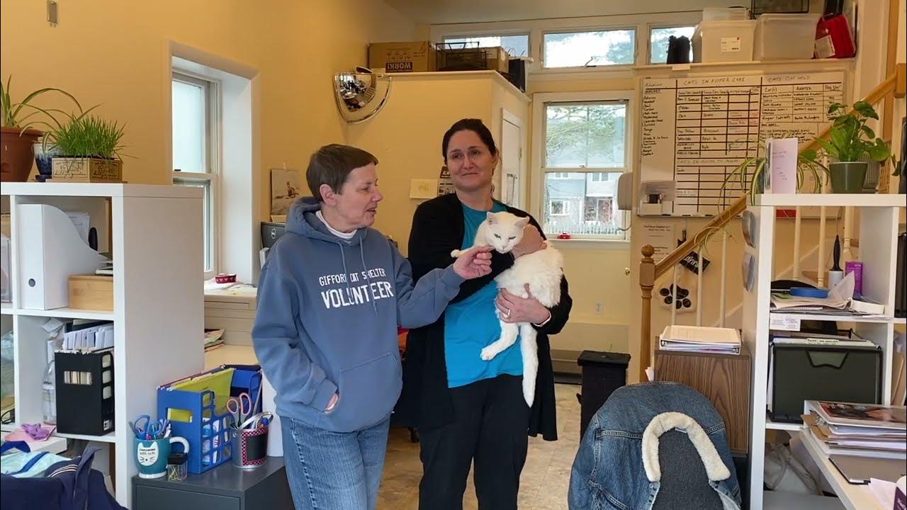 Gifford Cat Shelter Tour 2023 YouTube