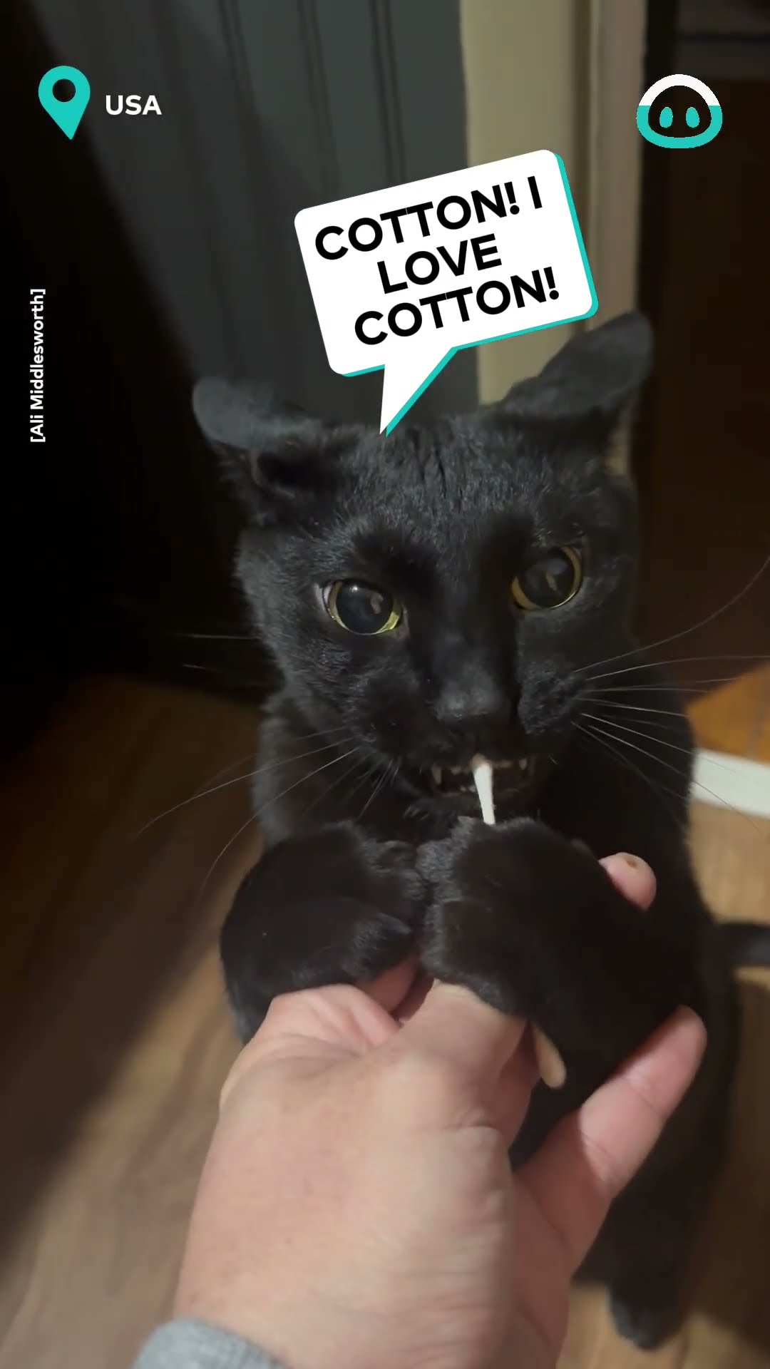 Cat Addicted To Cotton Swabs || ViralHog