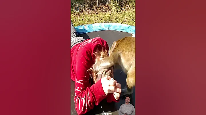 How Do Hunters And American Farmers Deal With Millions Of Wild Boars, Monkey, Baboon by Trap