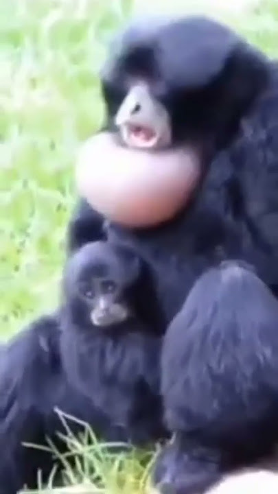 Vidio Lucu Orang Hutan Bikin Ketawa