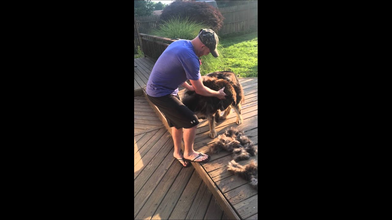 Tibetan Mastiff Shedding YouTube