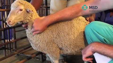 Sheep Subcutaneous Injection technique