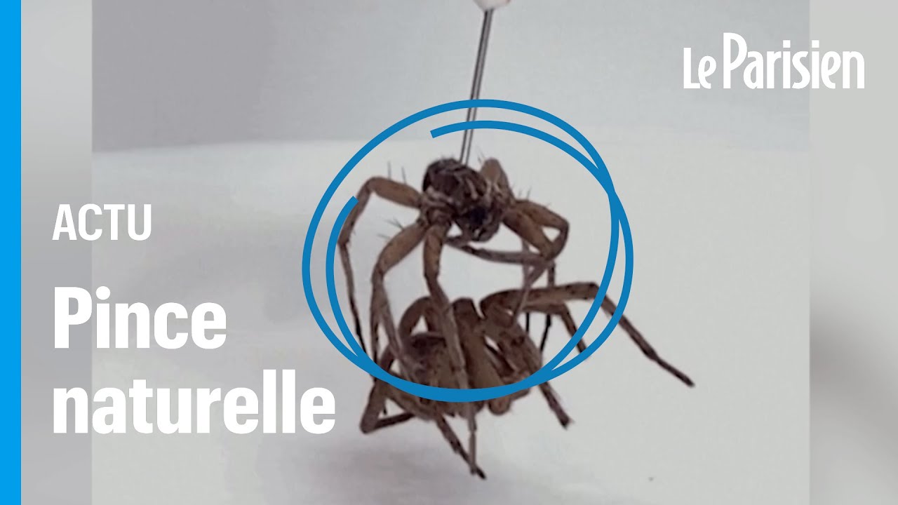 Des scientifiques transforment des araignées mortes en pinces mécaniques 