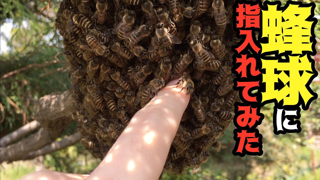 分封 蜂 球