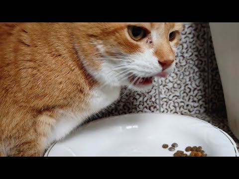Video: Varför biffar katter?