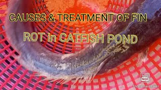 Causes and treatment of FIN ROT in catfish farm