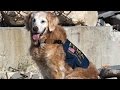 Remembering 9/11 and Hero Dogs