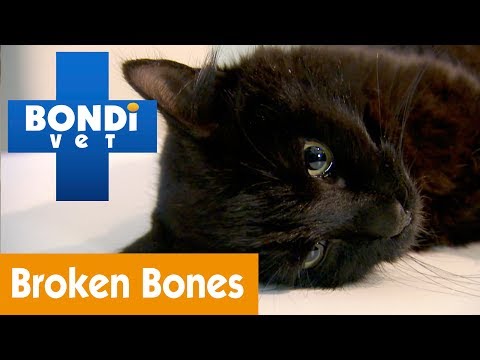 Video: Is de poot van mijn kat gebroken?