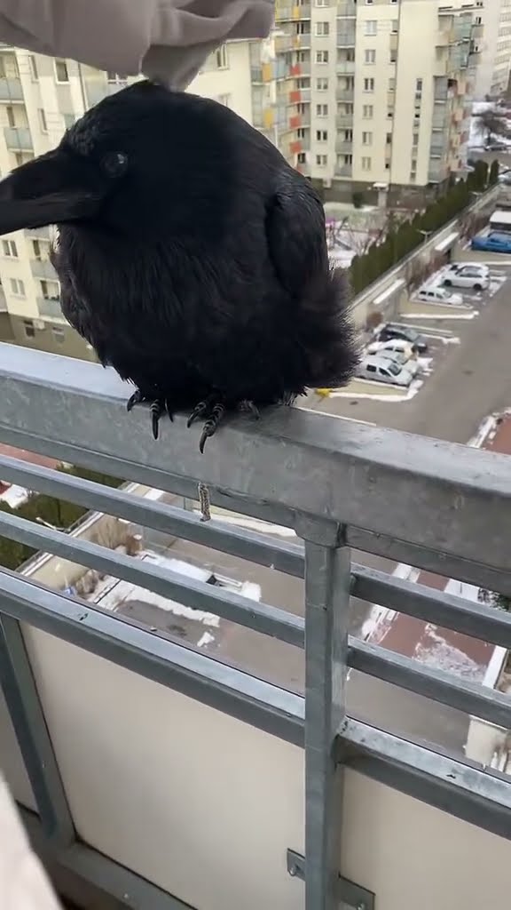Young Raven Gets Pets || ViralHog