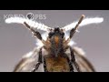 A Drain Fly’s Happy Place Is Down Your Pipes | Deep Look