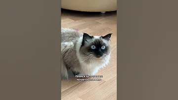 Кошка пугающе смотрит в пустоту