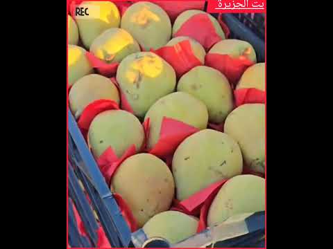 دة لا فارز الخيار من الكوسة لابعرف الكمثرة من الكيوي ولا حتى الفلفلية الروميياخ اكسبلور دويتو