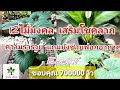 12 ไม้มงคลเสริมโชคลาภ ความร่ำรวยและช่วยฟอกอากาศ Ep#26 เกษตรตั้งตัว