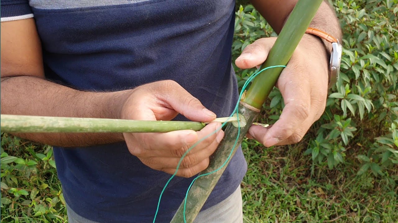 Primitive Way To Catch A Bird ✔️How To Install Bird Trap For Hunting
