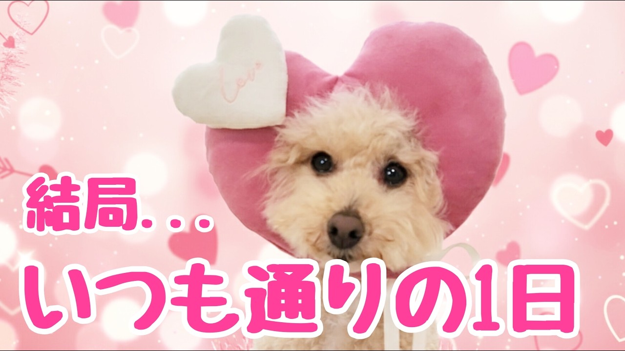 【バレンタイン】お家でわんこと過ごしました🐶ビショプーのポノ