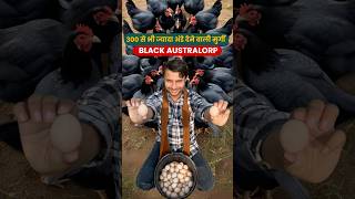 Balck Australorp Highest Brown Egg Production Bird