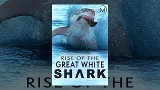 Rise of the Great White Shark