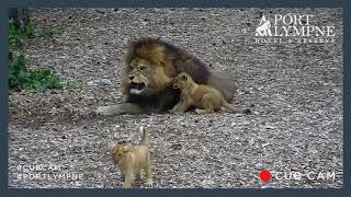 Lion Cub Cam Highlight | Getting On Dads Nerves!