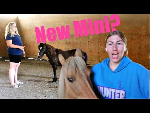 I Found Us Another Mini Horse!