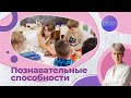 05. Познавательные способности