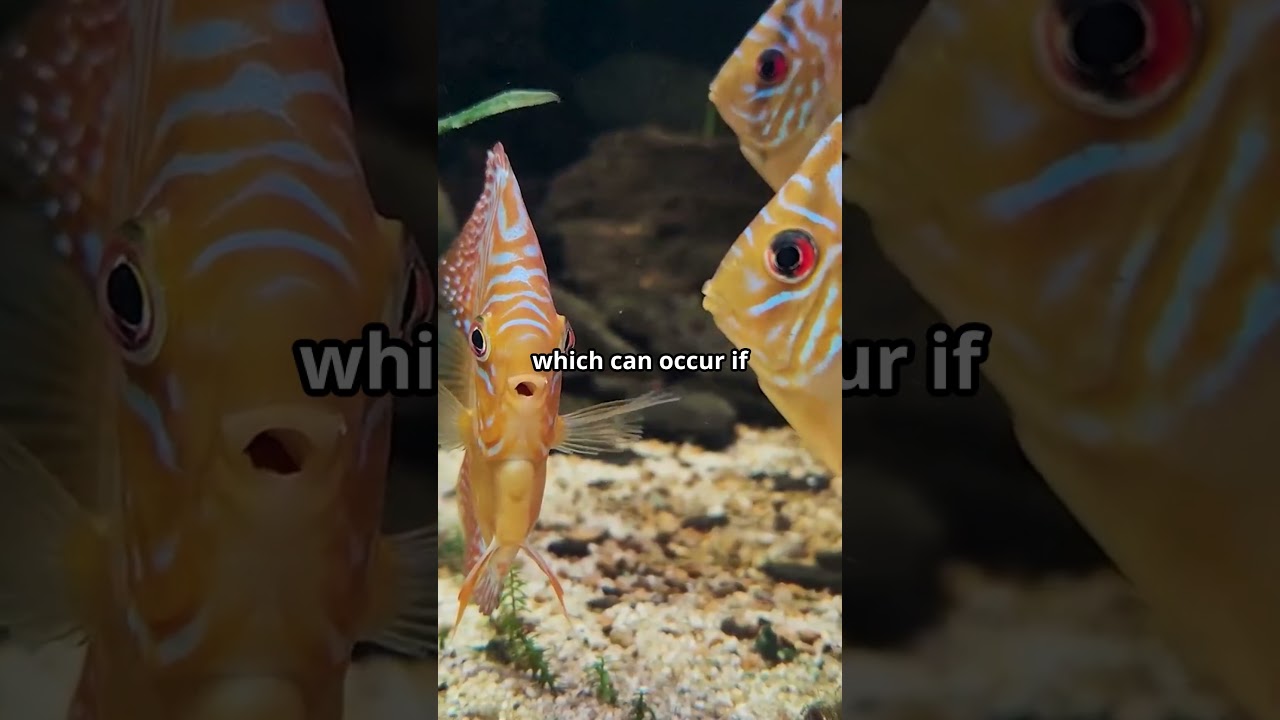 How to Keep Discus Fish Happy in Groups 🐠