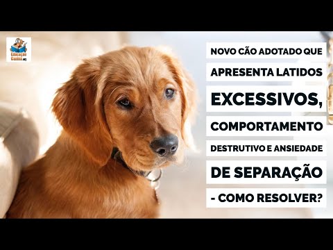 Vídeo: 4 maneiras de cuidar de cabras