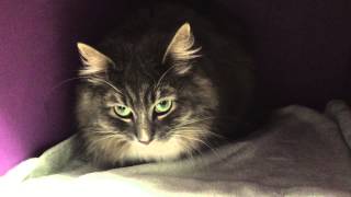 Misty- Available for Adoption by It's All About the Animals, Inc. 58 views 8 years ago 24 seconds