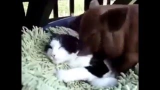Корейский ШРЮША любит КОТА Корейский ШРЮША любит КОТА