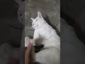 এর নাম "হরিপদ" । এ সোদপুরে থাকে 😜 Good Morning 🌞 #shortsvideo #reels #ytshorts #shorts #cat #dog