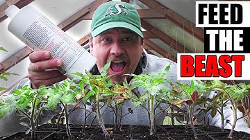 Feeding Tomato Seedlings and Starts - Garden Quickie Episode 243