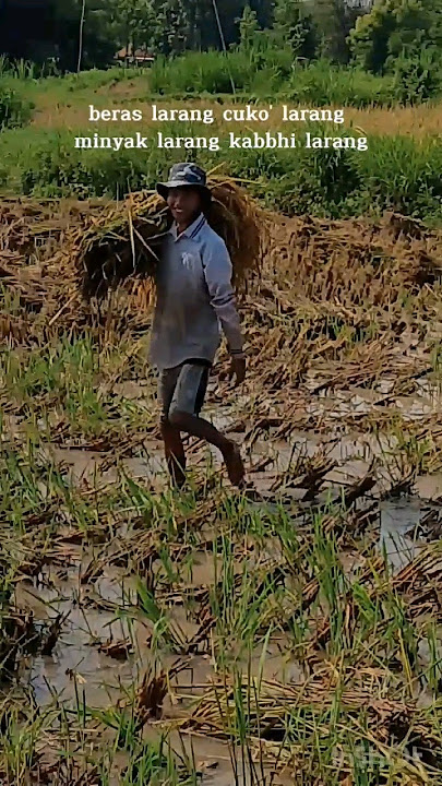 Orang Tani | Oreng Tanih #petani #panen #panenpadi #shorts #madura #viral