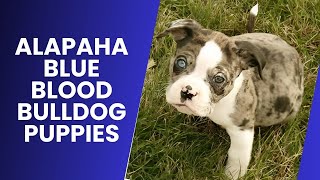Where to Find Alapaha Blue Blood Bulldog Puppies for Sale