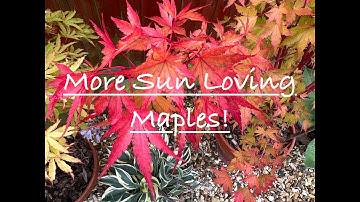 Japanese Maples trees  that like full sun, (Part 2)