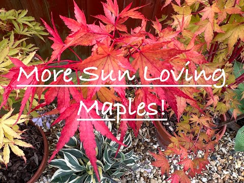 Video: Houden mayapples van volle zon?