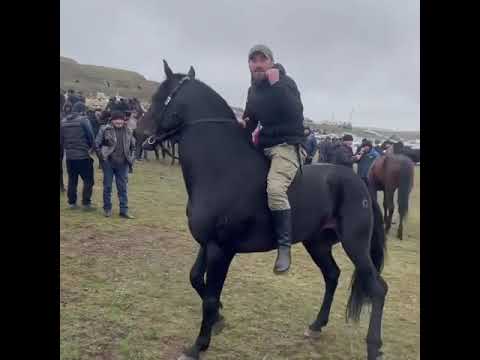 Video: Garbanotas arklys