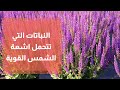 ما هي النباتات التي تتحمل اشعة الشمس القوية ما هي النباتات التي تتحمل اشعة الشمس القوية