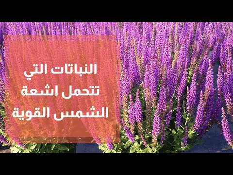 ما هي النباتات التي تتحمل اشعة الشمس القوية