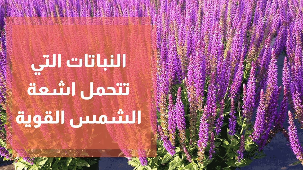 ما هي النباتات التي تتحمل اشعة الشمس القوية؟