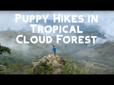 Hike in tropical rainforest with puppy & surrounded by clouds at the summit // Cerro de la Cruz