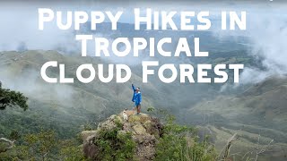 Hike in tropical rainforest with puppy & surrounded by clouds at the summit // Cerro de la Cruz
