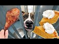 Baking Thanksgiving Dinner for 100 Homeless Dogs 🍗🥧