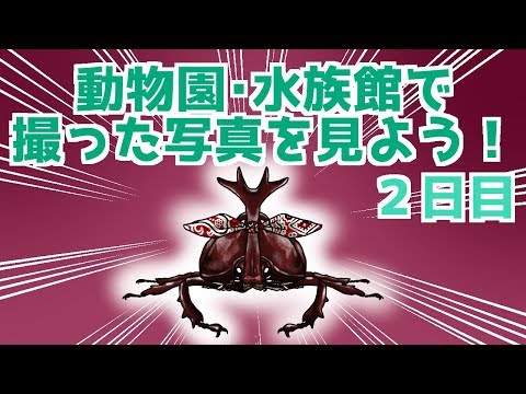 カブトムシの撮った写真を見ながら駄弁る配信２日目[Live32匹目]