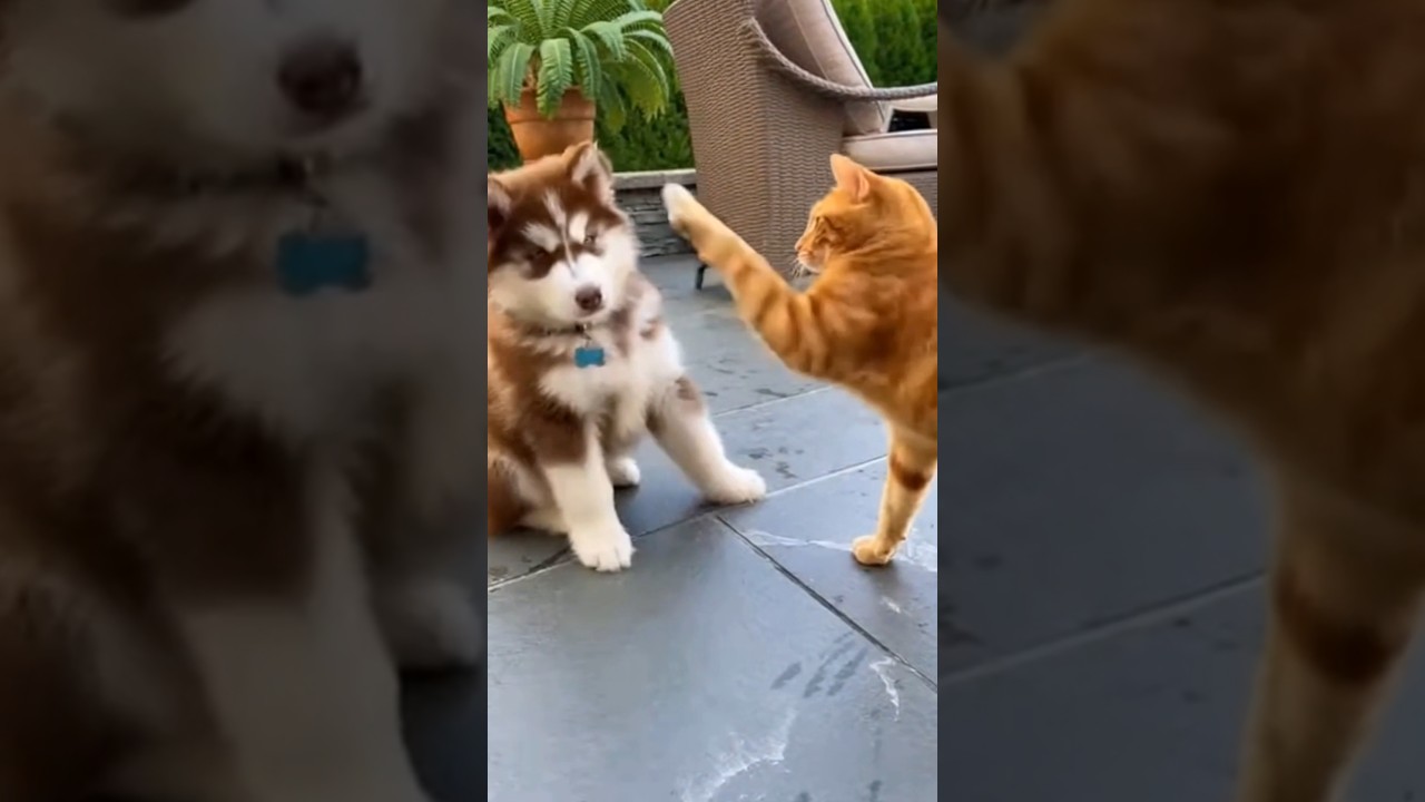 Выражаем уважение матери-собаке породы хаски, которая спасла щенка от кошки #уважение #мать #кошк...