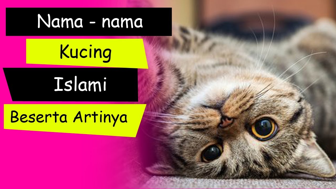 Nama nama kucing nabi