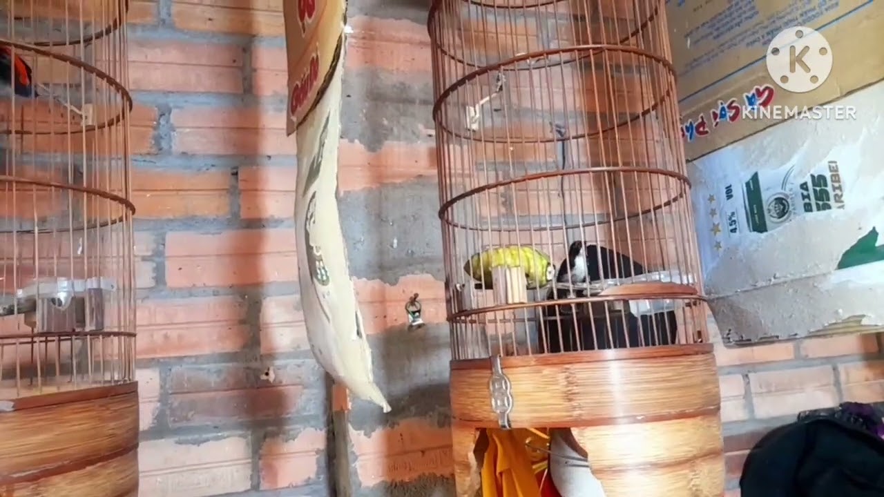 Hôm nai rảnh ỡ nhà trâm mấy e chim ốc mít mồi 