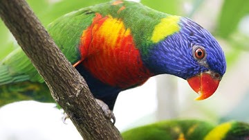 Beaks: Bird Feeding Adaptations (Short)