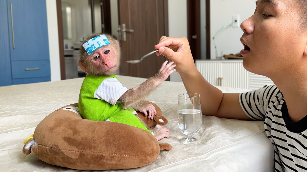 Tired Cubis Monkey refuses to take medicine!