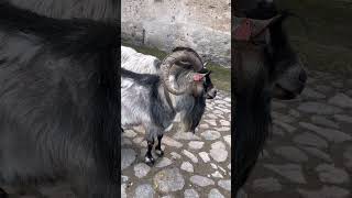 #жизньвэстонии #прогулкапогороду #блогер #влогизэстонии #домашниеживотные #любимец #обзор #эстония