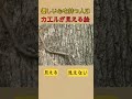 優しい心を持つ人はカエルが見える絵