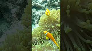 Explore the Wonders of the Deep Sea Amazing Underwater Discoveries | travel vlog | #shorts